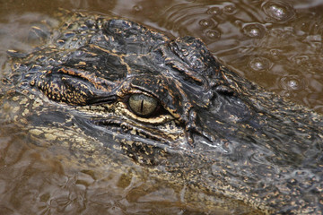 Obraz premium Aligator