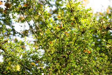 The leaves of an evergreen plant buxus colchica