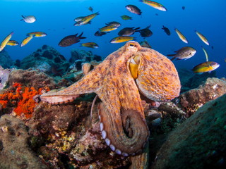 An octopus looking for some meal in the Mediterranean Sea