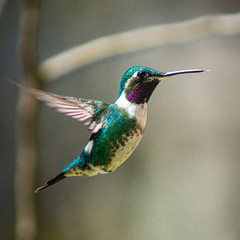 hummingbird green and purple neck flying