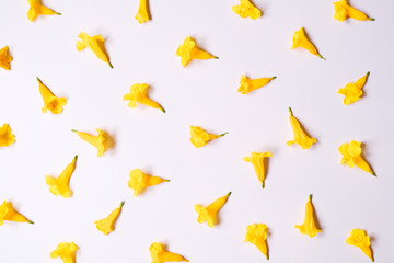 Fototapeta premium Flat lay of yellow flower on white backdrop with .top view