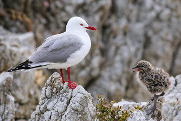 Red-billed gull with small chick