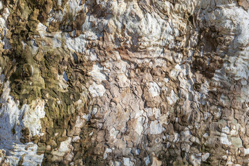 Close-up view of an aged plane tree bark. Natural abstract background. Image