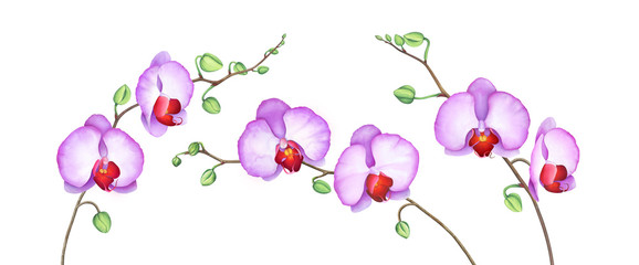 Fototapeta na wymiar Set of purple orchid branches isolated on white background. Watercolor hand drawn illustration.