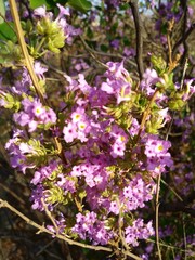purple flowers in the garden