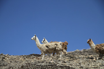 lamas on the desert © derpomic