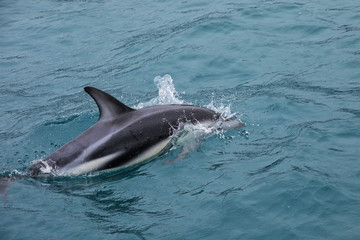 Fototapeta premium Dusky dolphin swimming off the coast of Kaikoura, New Zealand
