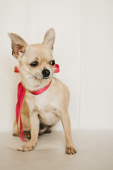 Fototapeta na wymiar Closeup portrait of small funny beige mini chihuahua dog, puppy girl with pink ribbon
