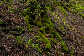 moss on the roots of a tree
