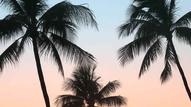 Retro Filtered Palm Trees In Hawaii At Sunset