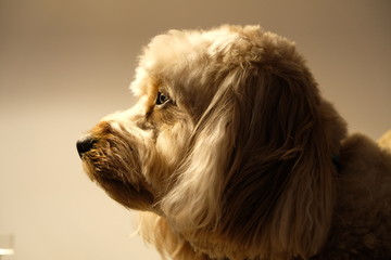 Regal Adorable Cavapoo Puppy Close Up Profile