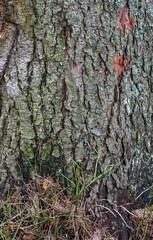 Fragment of a tree trunk with a bark texture in a forest with growing grass