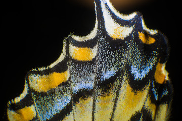 Swallowtail Back Wing Colors