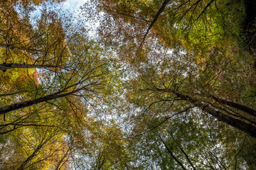 Beech Trees Forest From Below In Autumn  