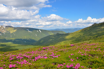 Fototapeta premium Spring in mountains with flowers blooming.