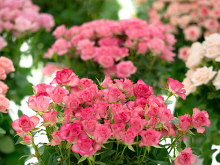 ピンクのスプレーバラ
