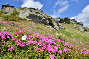 Spring in mountains with flowers blooming.