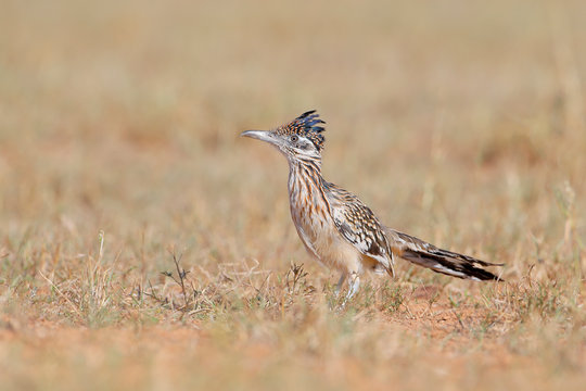 Greater Roadrunner (Geococcyx californianus), South Texas, USA