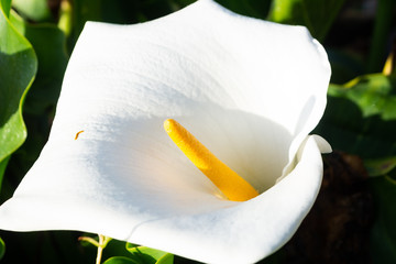 flor