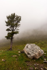 A large boulder and fir tree nearby on a mountainside in the fog. Green grass on the ground. Copy space. Vertical.