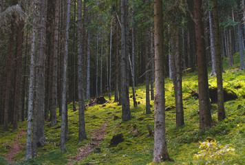 path in forest