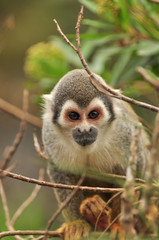 Squirrel Monkey