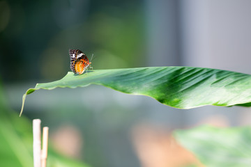 Naklejka premium Schmetterling