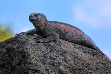 Marine iguana on Espanola Island, Galapagos National park, Ecuador
