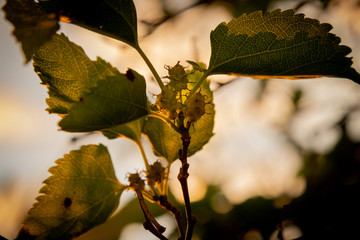 leafs under the light