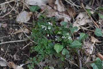 Osmorhiza aristata is a perennial apiaceae that grows in the shade of a tree and has white florets.
