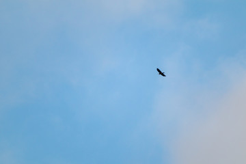 Fototapeta premium Bright blue sky and single black raven flying