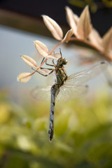 Big green dragonfly on the leaves