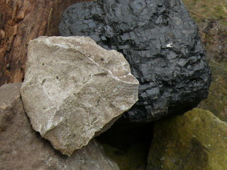 a white pebble against a black lump of anthracite coal