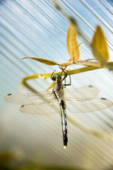 Big green dragonfly on the leaves