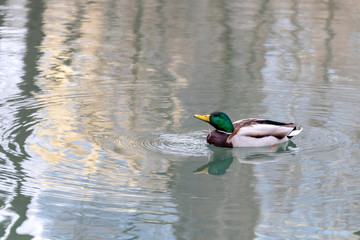 Emerald head male drake duck bird close-up water