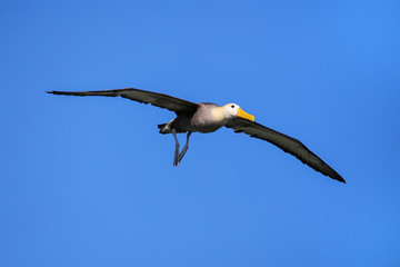 Waved albatross in flight on Espanola Island, Galapagos National park, Ecuador