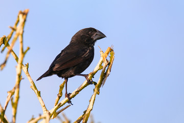 Large Cactus Finch on Espanola Island, Galapagos National park, Ecuador.