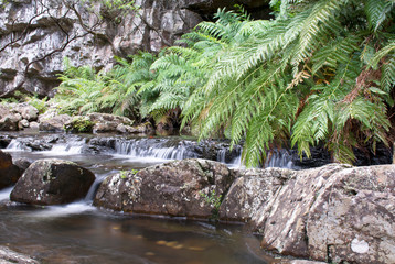 Fototapeta premium Waterfall in the forest, Blue Mountains, Australia