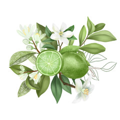Hand drawn bouquet of blooming lime tree branch and lime flowers; isolated on a white background