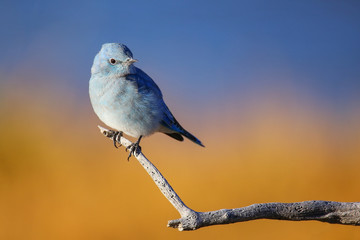 Male mountain bluebird sitting on a stick