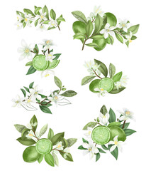 Hand drawn bouquets and compositions of blooming lime (green lemon) tree branches isolated on a white background
