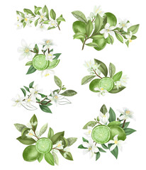 Fototapeta premium Hand drawn bouquets and compositions of blooming lime (green lemon) tree branches isolated on a white background
