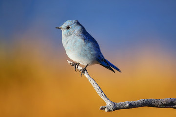 Male mountain bluebird sitting on a stick