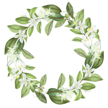 Wreath of hand drawn blooming lemon tree branches, isolated illustration on a white background