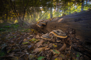 Baumpilz am Stamm im wald