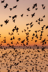 starling murmurations in Brighton