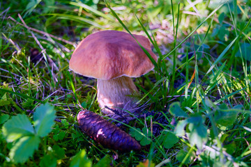 Edible mushroom in the forest close-up. Close-up a of mushrooms in the natural environment.