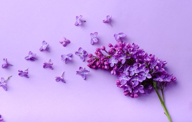 Beautiful blooming lilac branch on a same color background. Minimalistic floral composition.