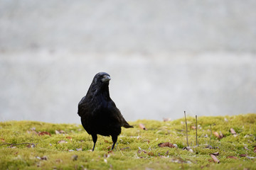A carrion crow (Corvus corone) staring at the camera
