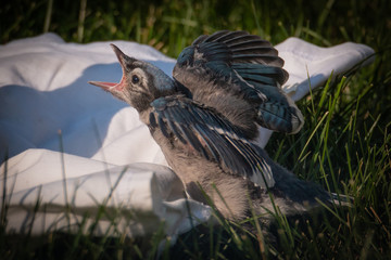 Baby Blue Jay - Cyanocitta Cristata - Crying For Help